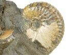 Two Fossil Ammonites (Jeletzkytes) - South Dakota #189340-2